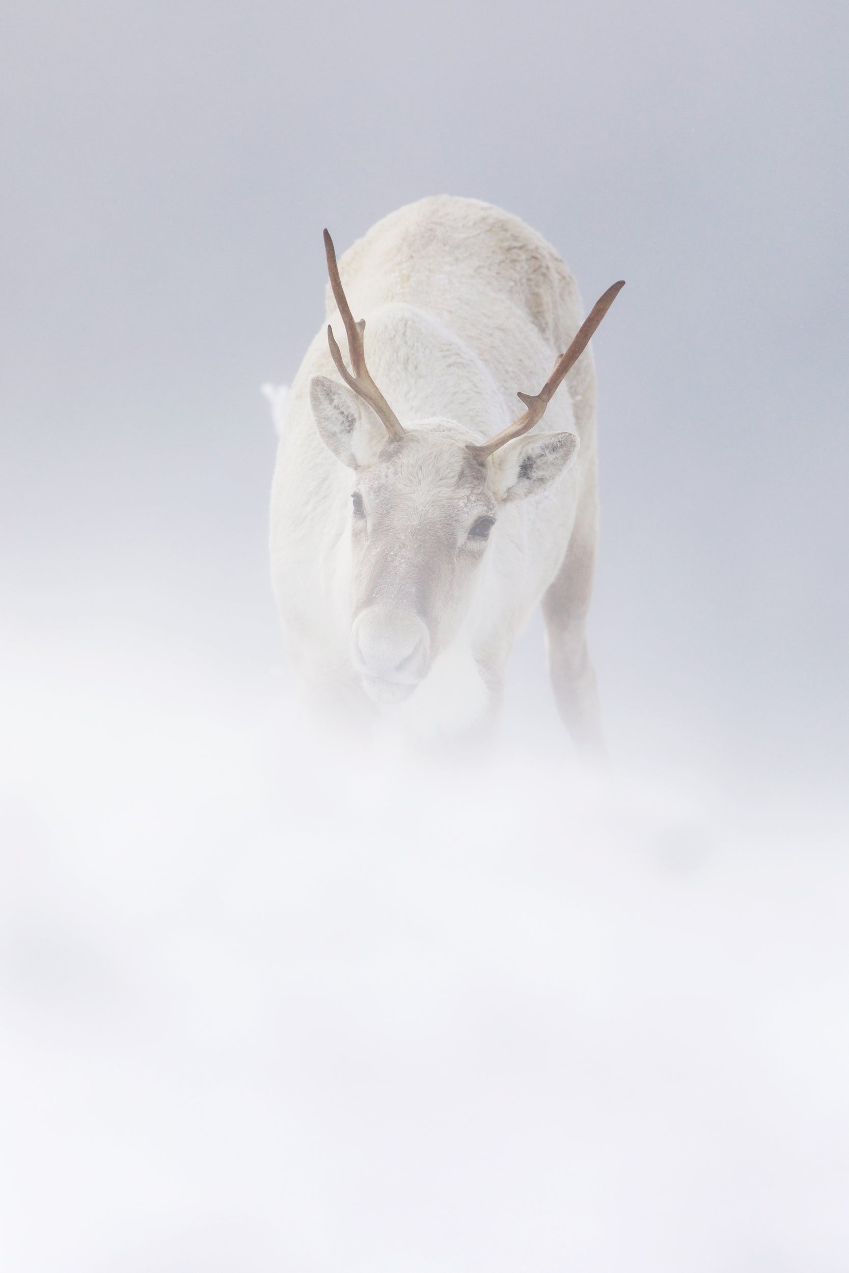 Mountain Caribou 018
