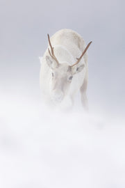Mountain Caribou 018