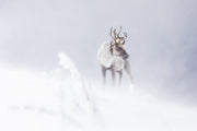 Mountain Caribou 020