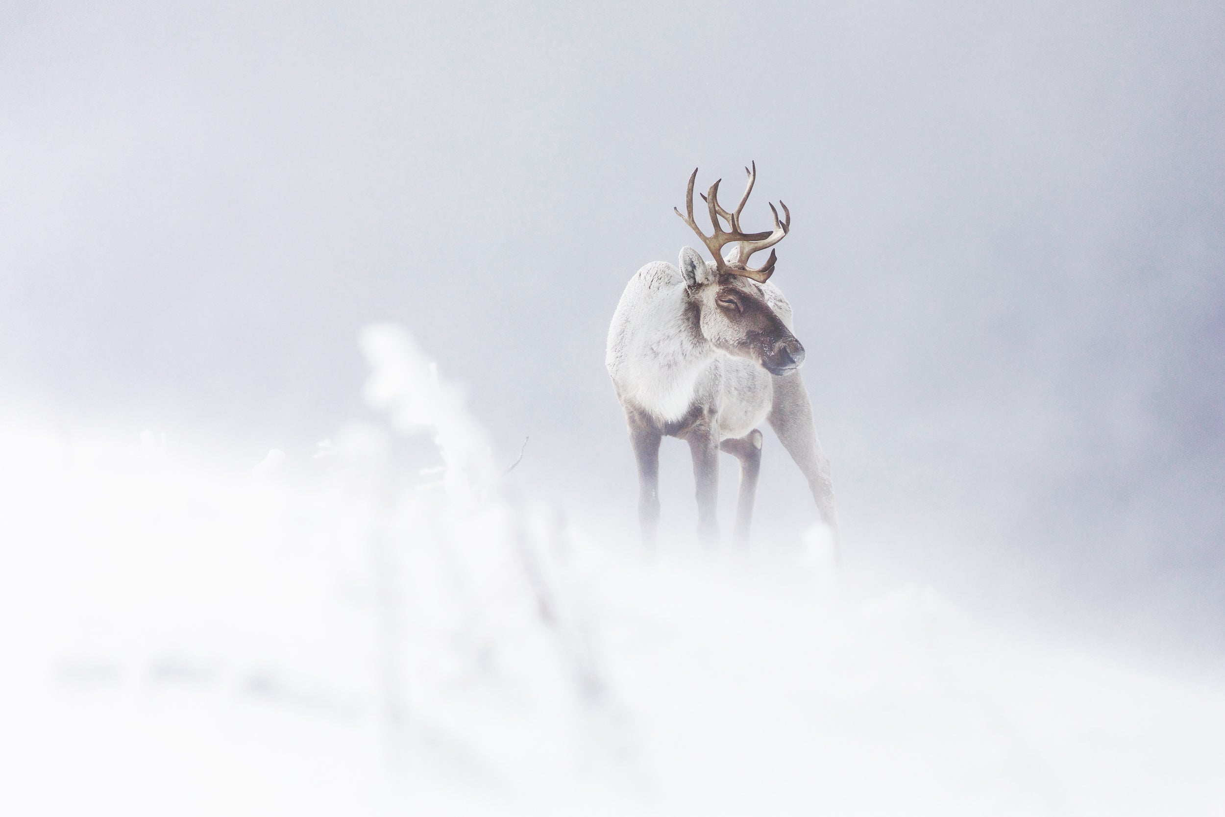 Mountain Caribou 020