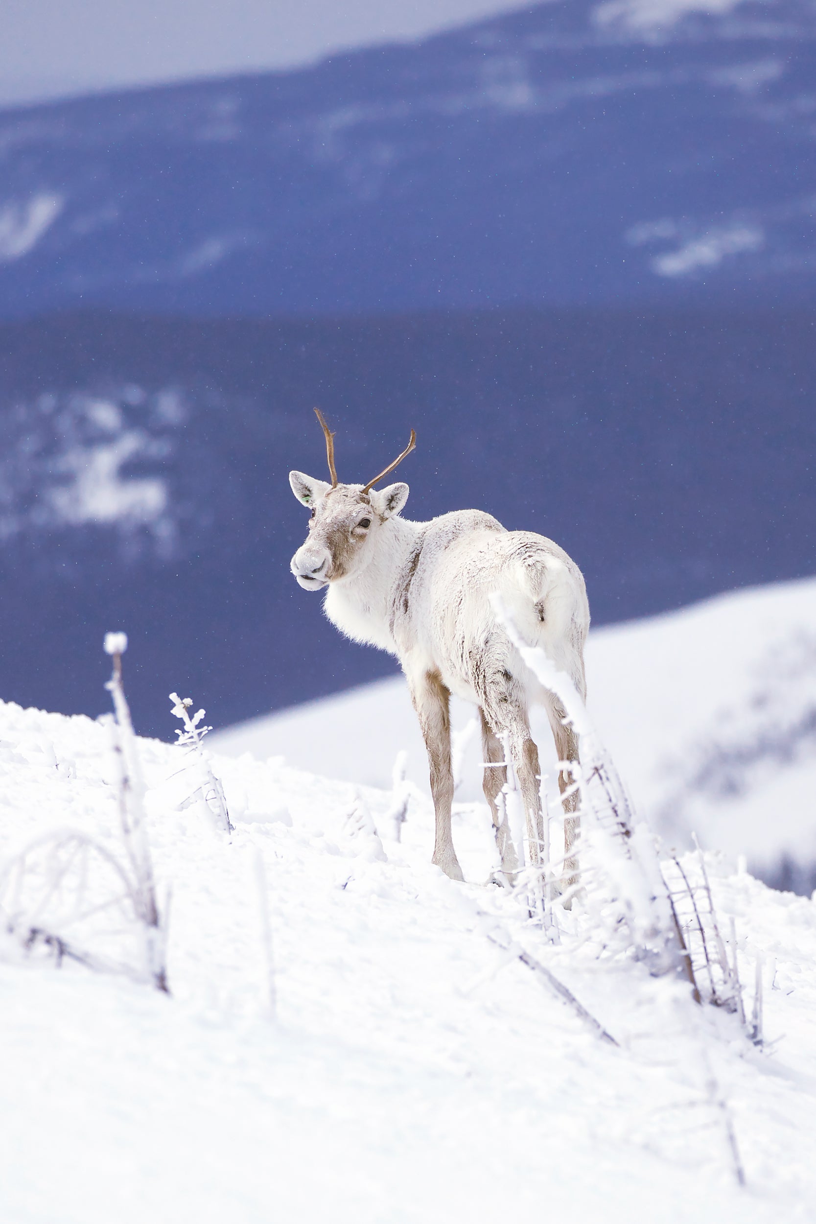 Mountain Caribou 021
