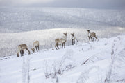 Mountain Caribou 023