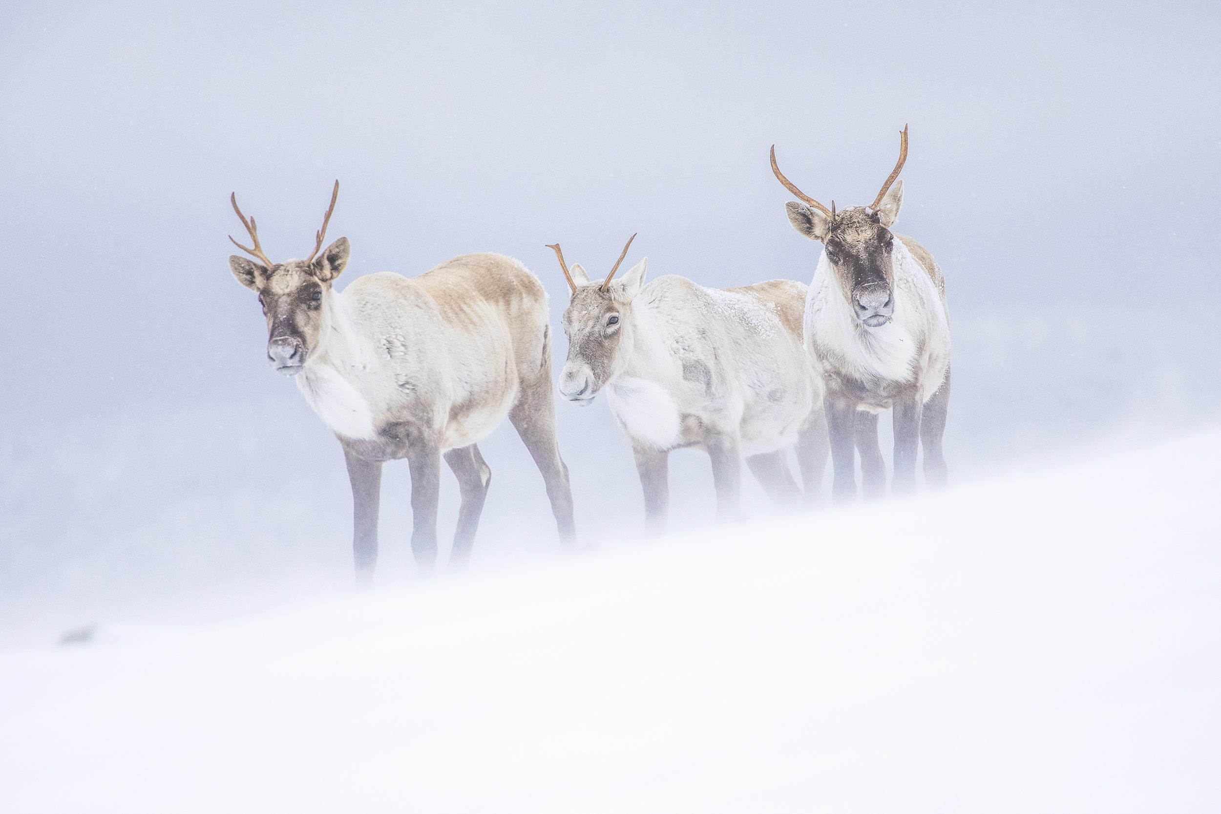 Mountain Caribou 026