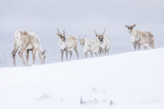 Mountain Caribou 027