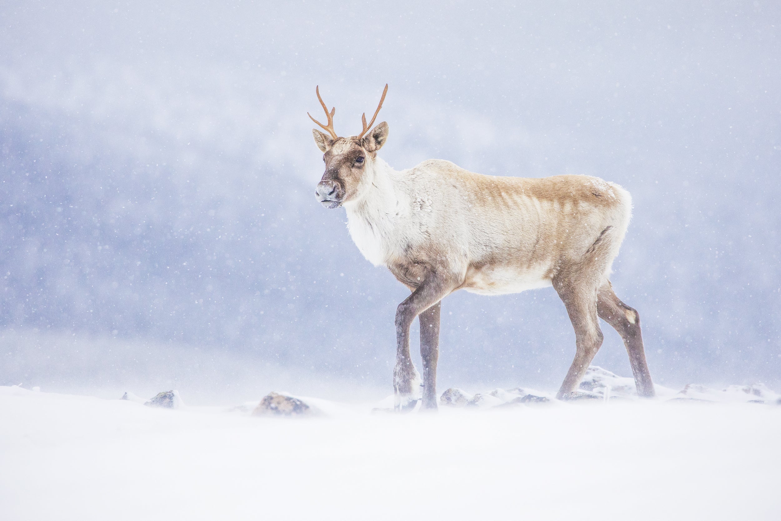 Mountain Caribou 030