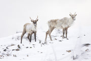 Mountain Caribou 031