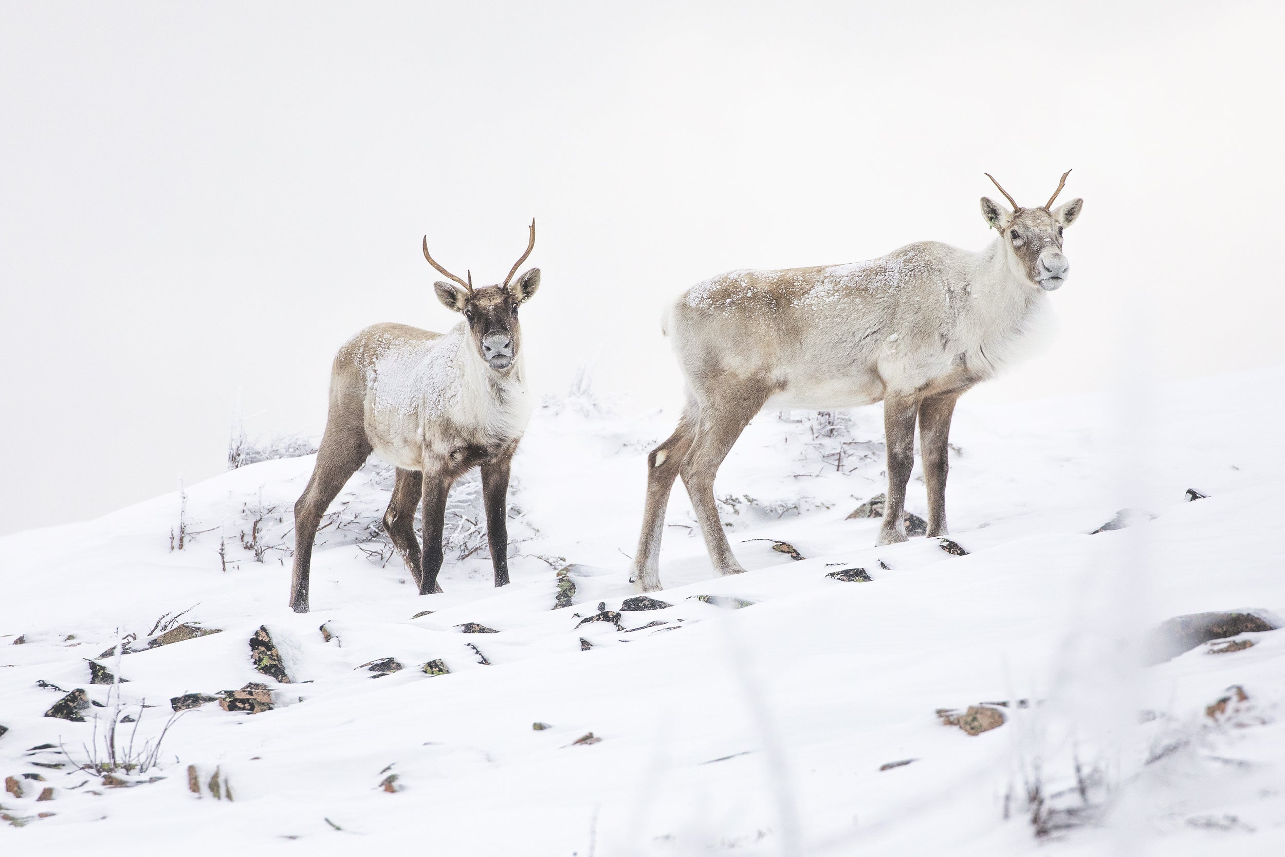 Mountain Caribou 031
