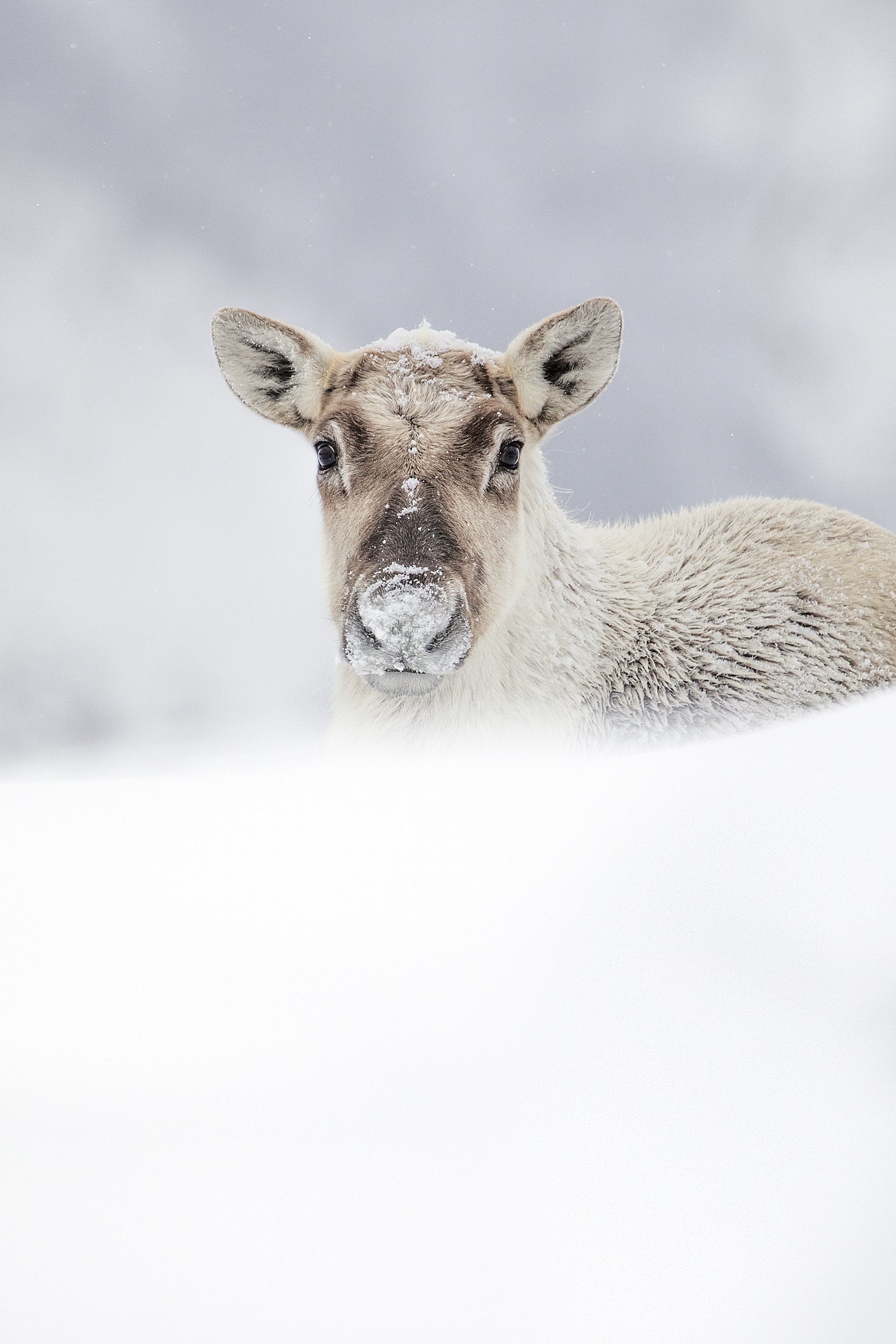 Mountain Caribou 036