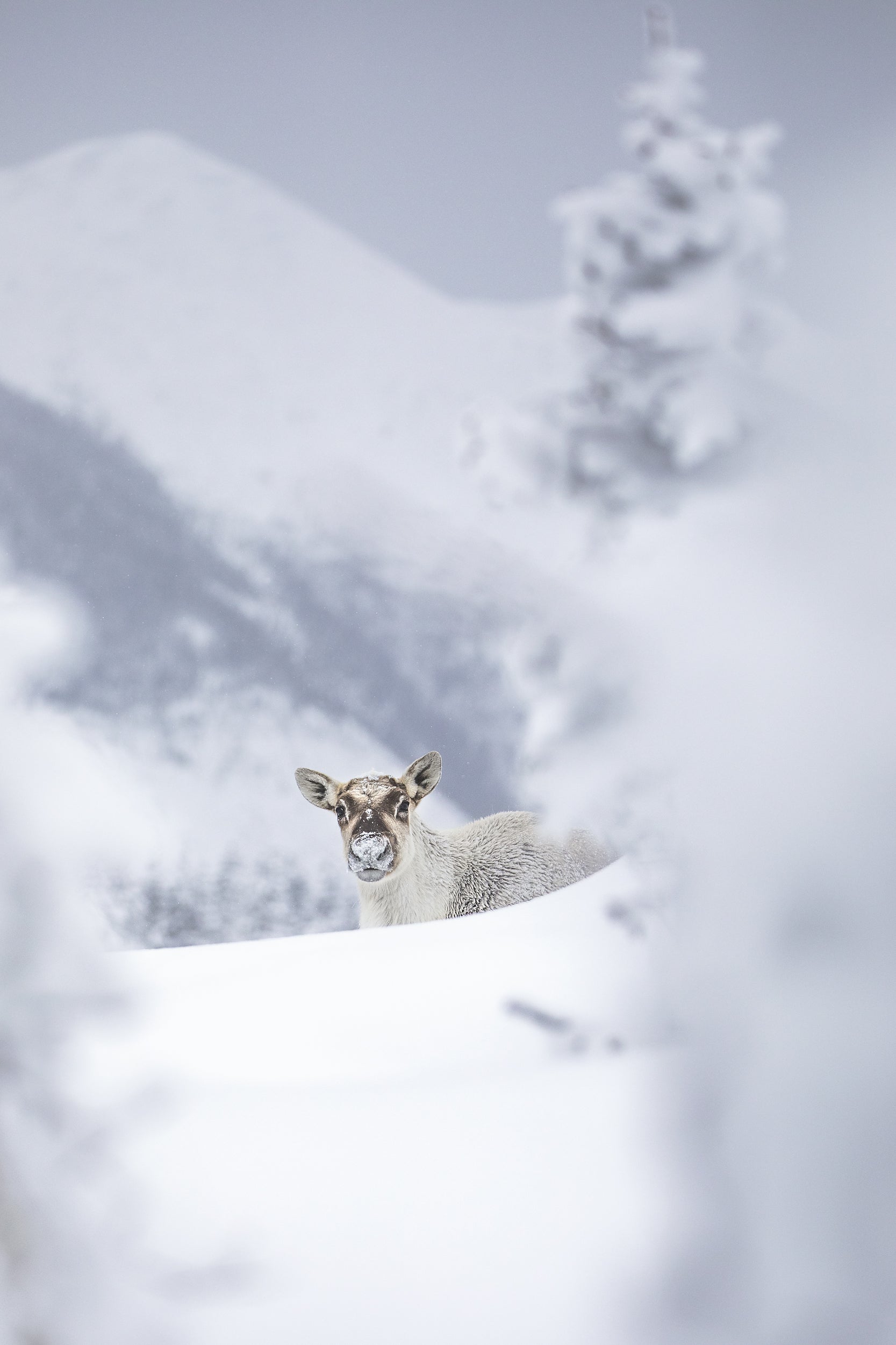 Mountain Caribou 039