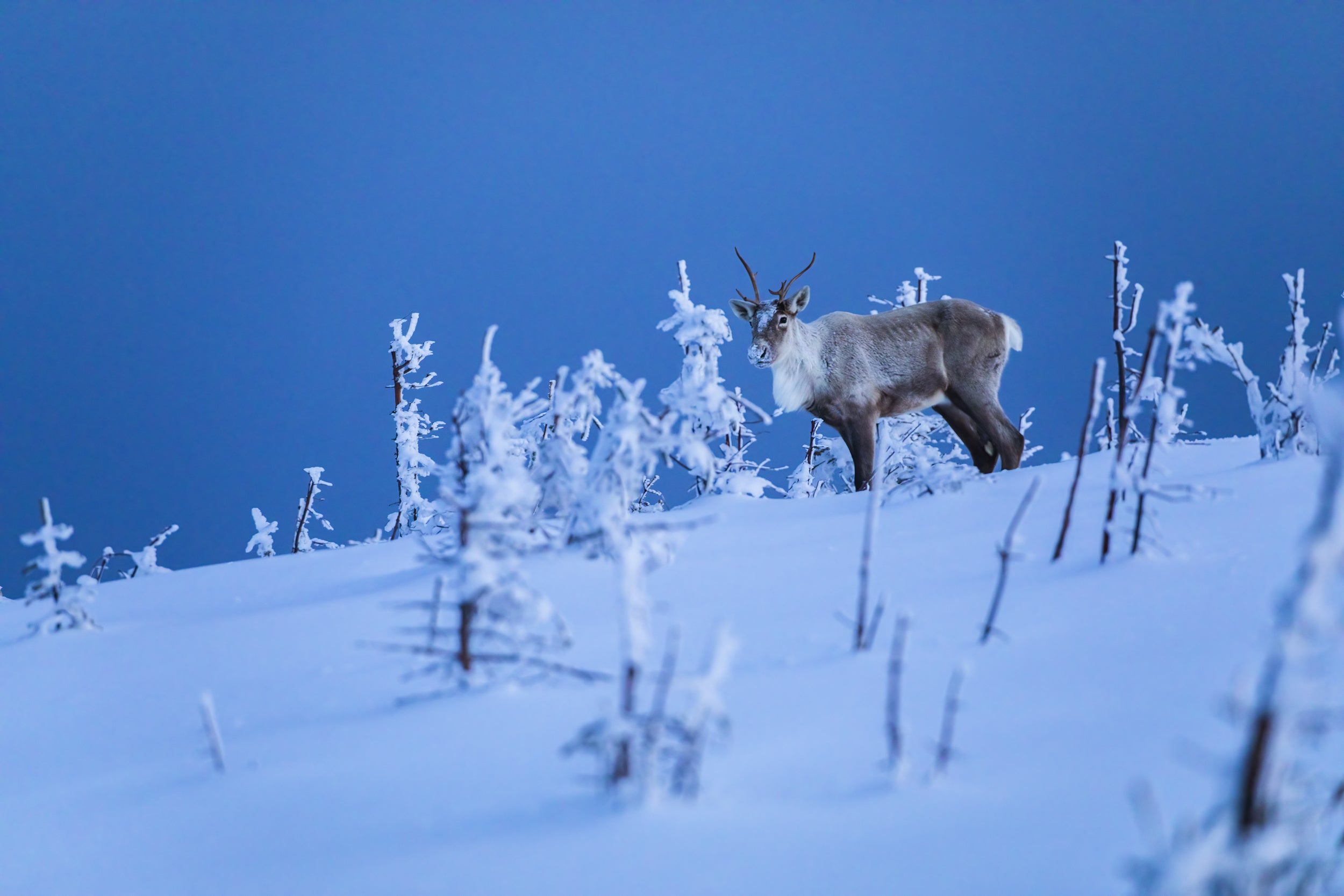 Mountain Caribou 041