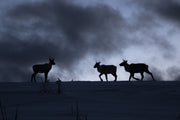 Mountain Caribou 044