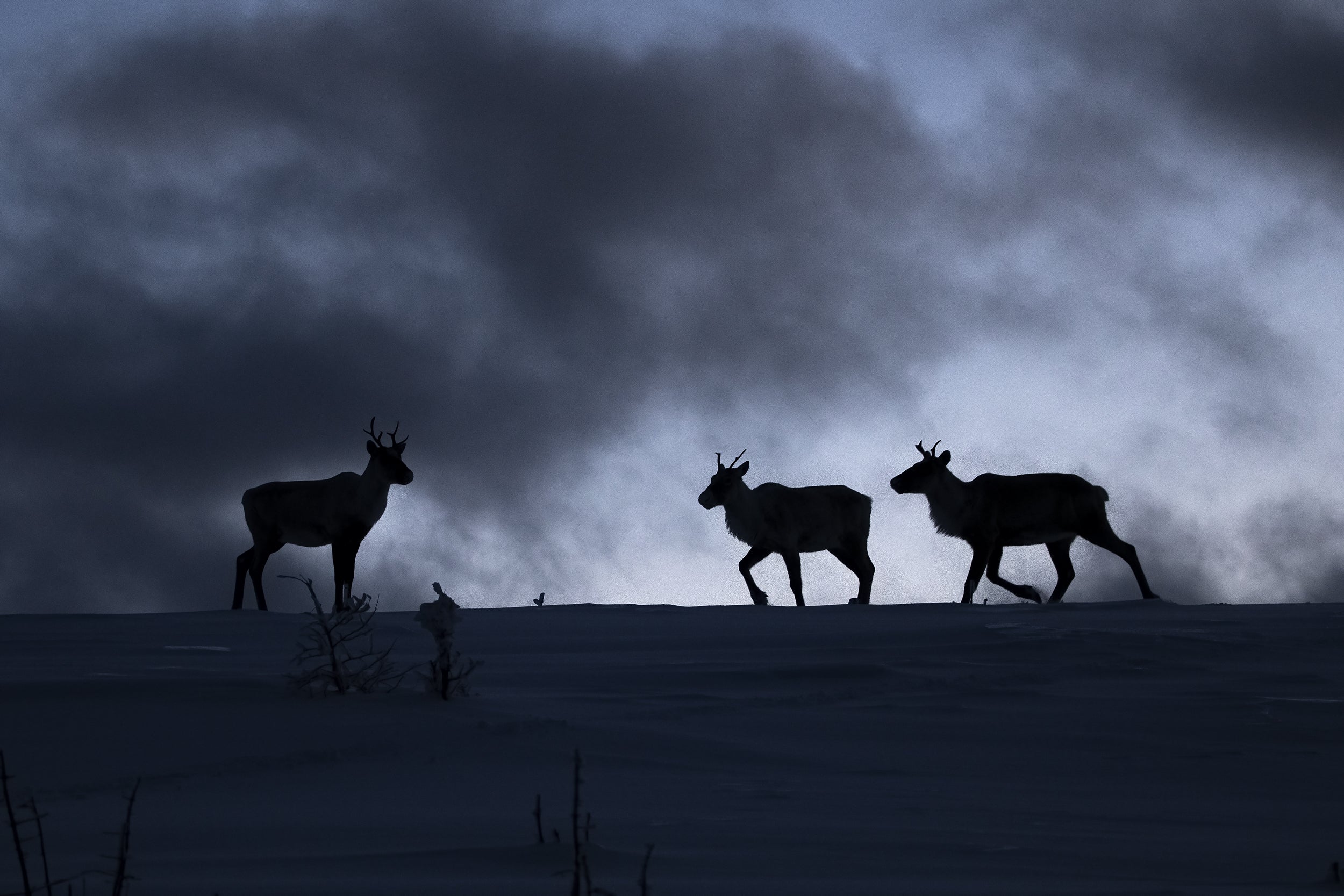 Mountain Caribou 044