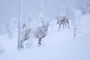Mountain Caribou 046