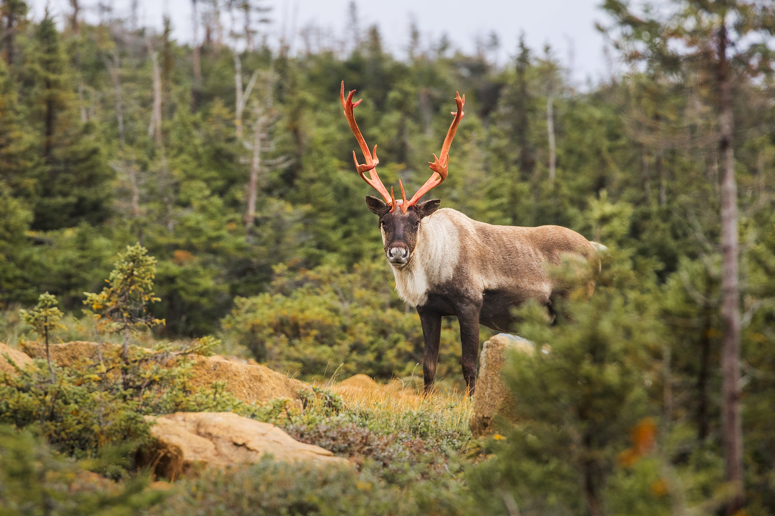 Mountain Caribou 048