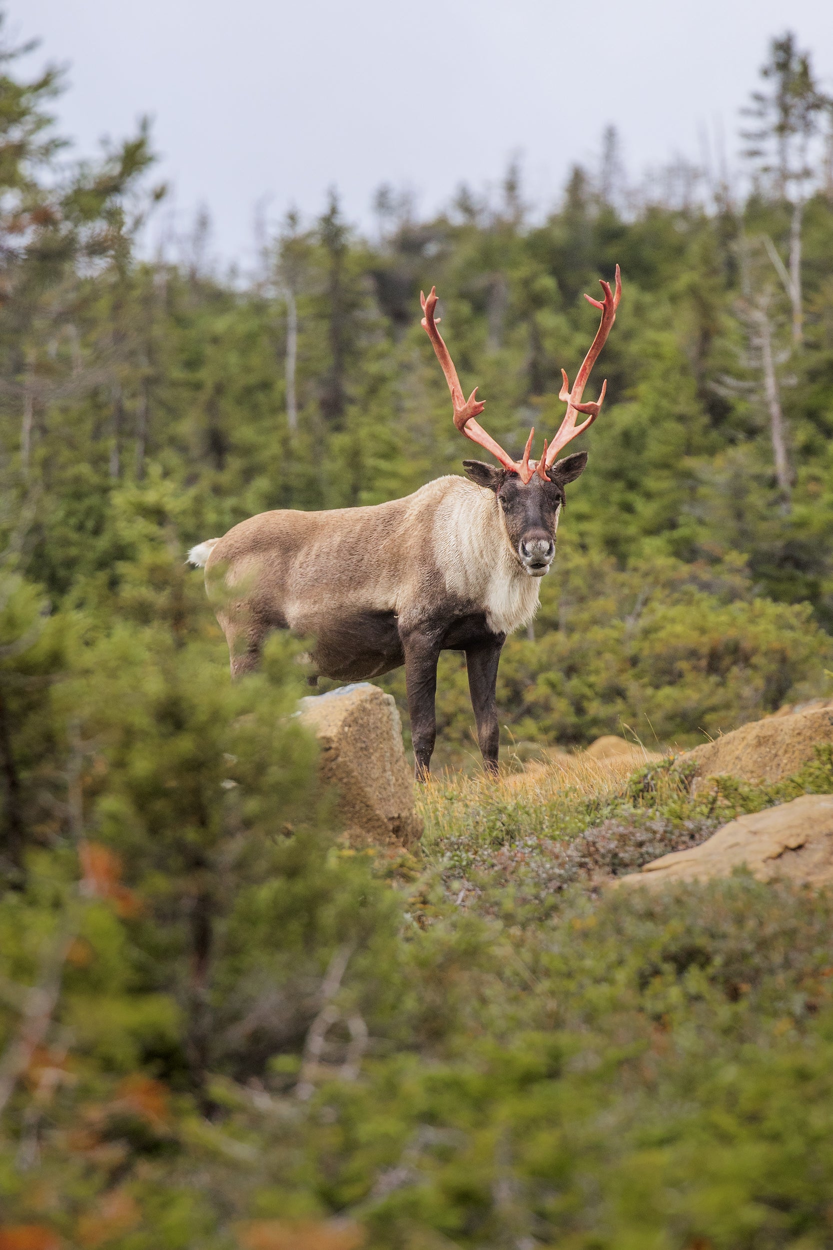 Mountain Caribou 049