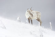 Mountain Caribou 050