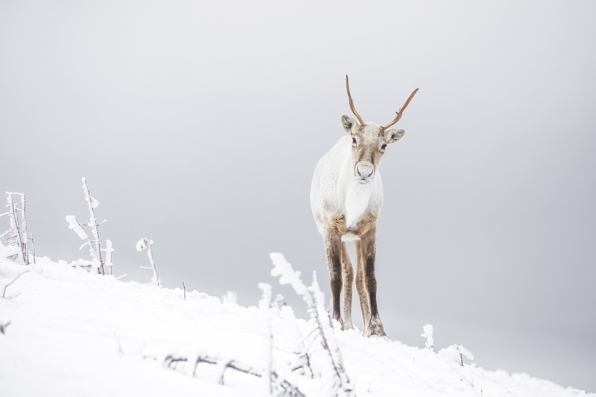 Mountain Caribou 054