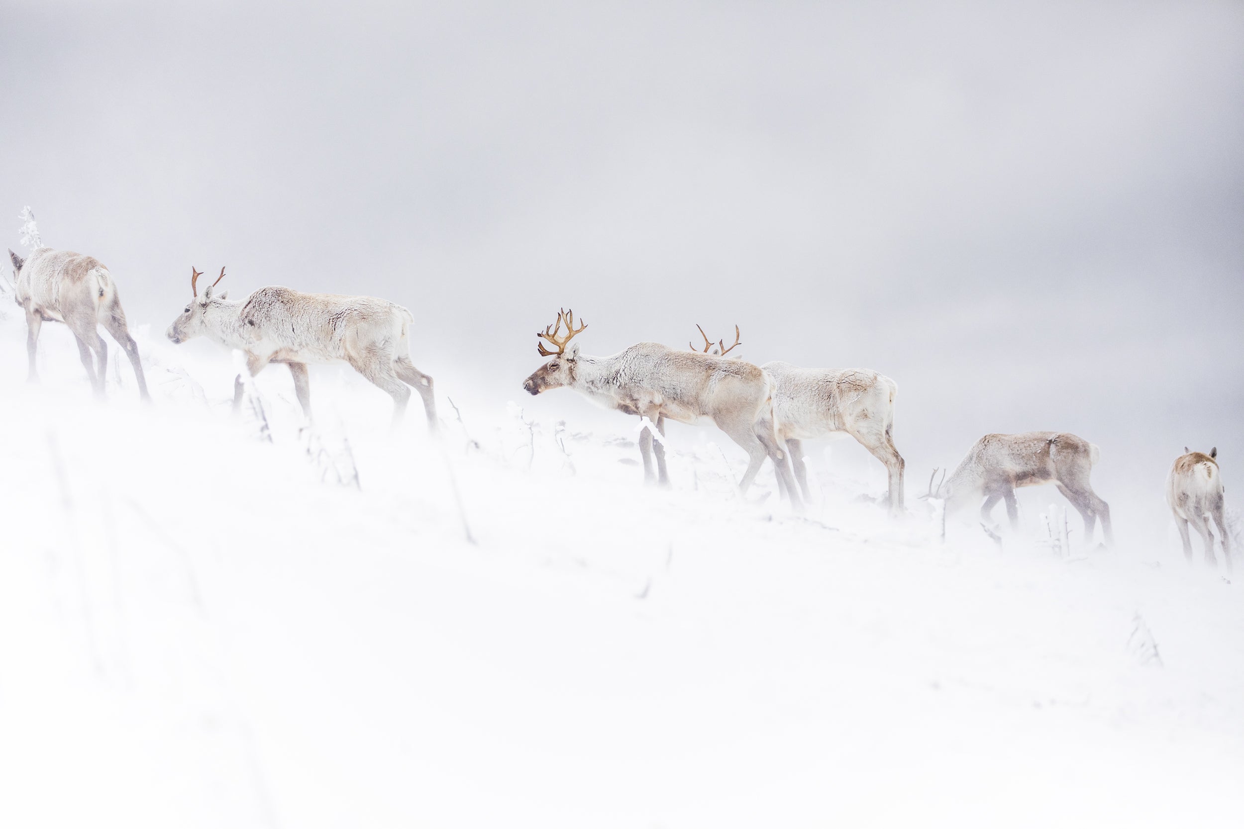 Mountain Caribou 056