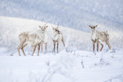 Mountain Caribou 061
