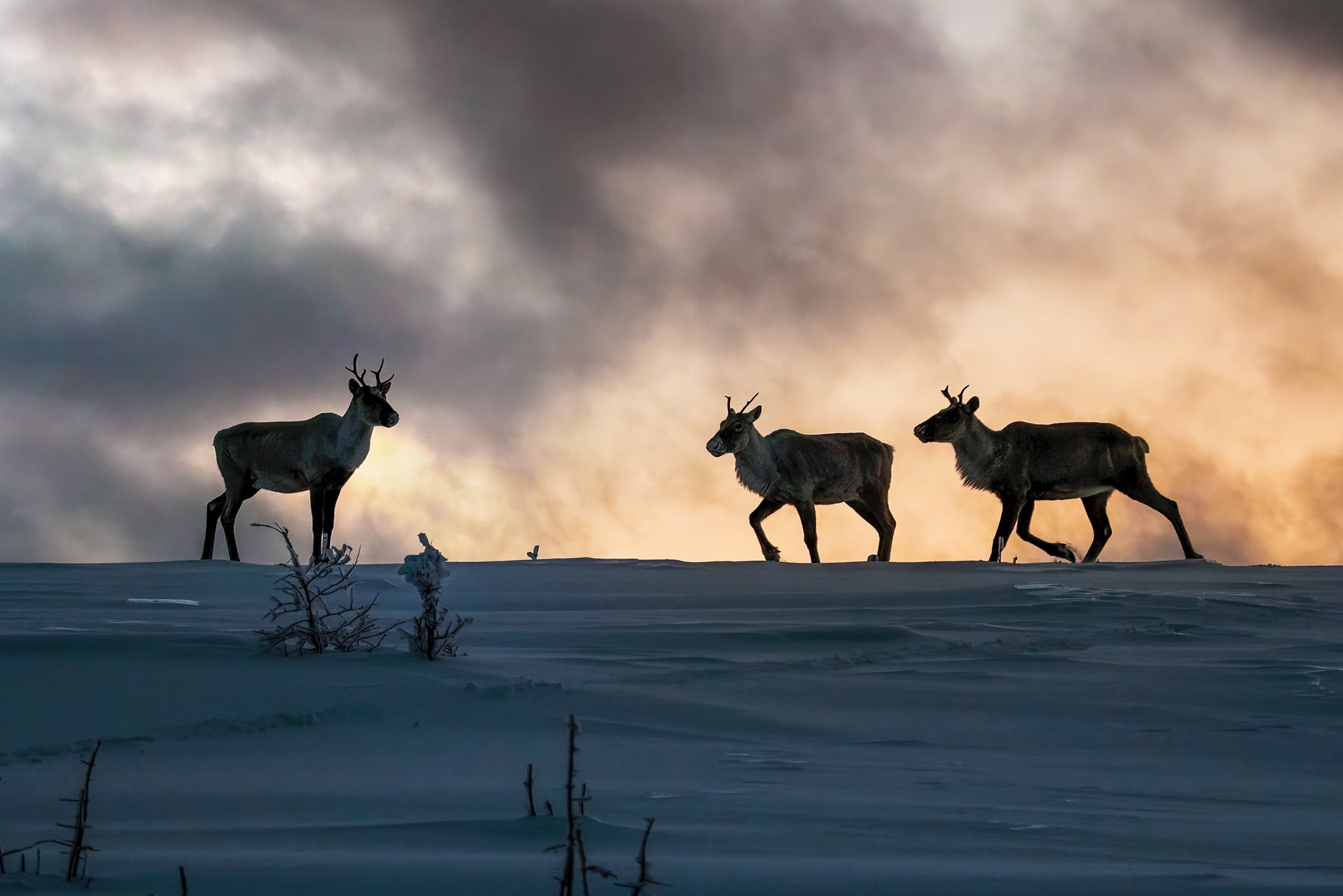 Mountain Caribou 063