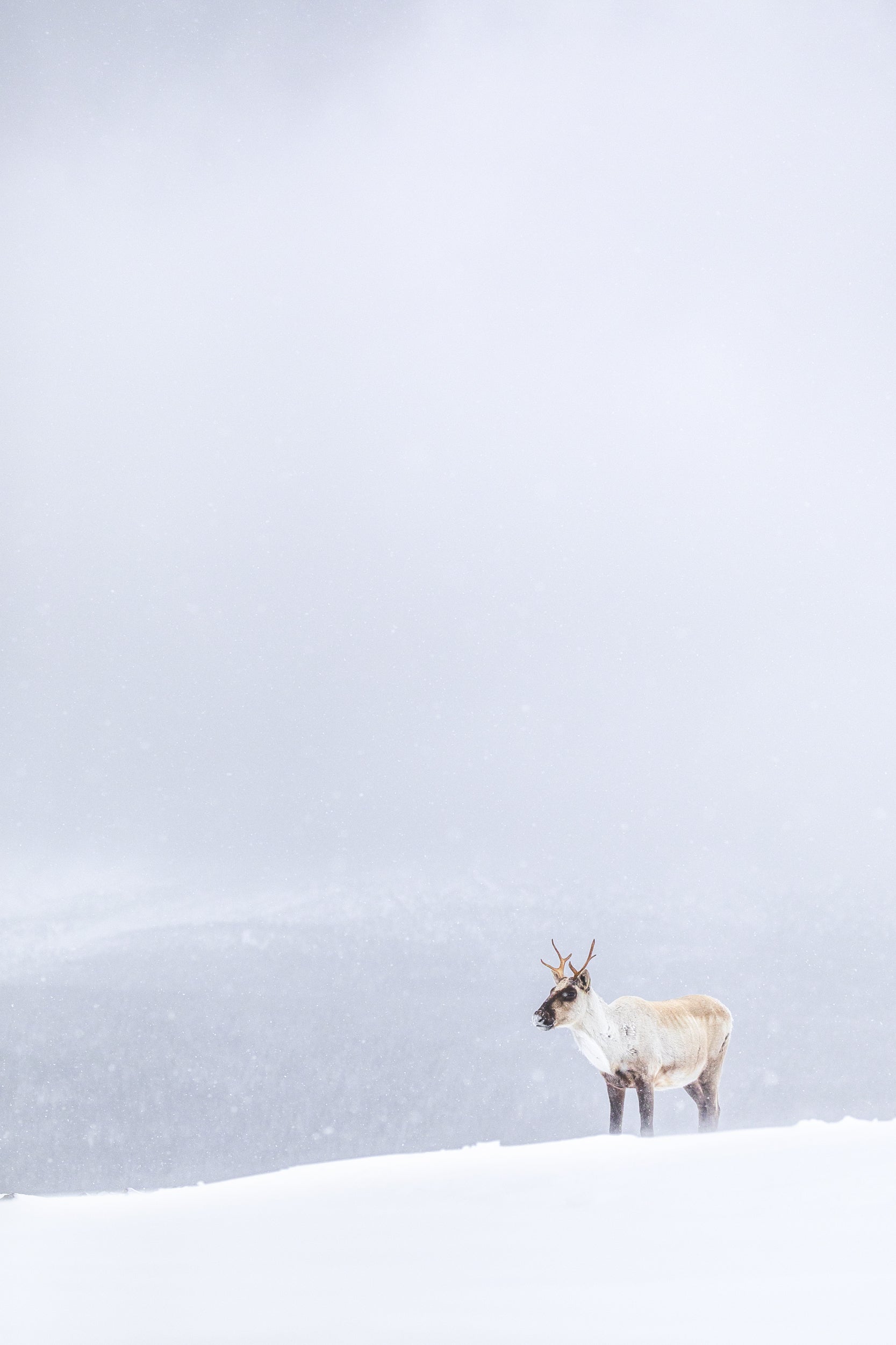 Mountain Caribou 067