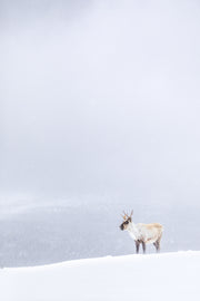 Mountain Caribou 067