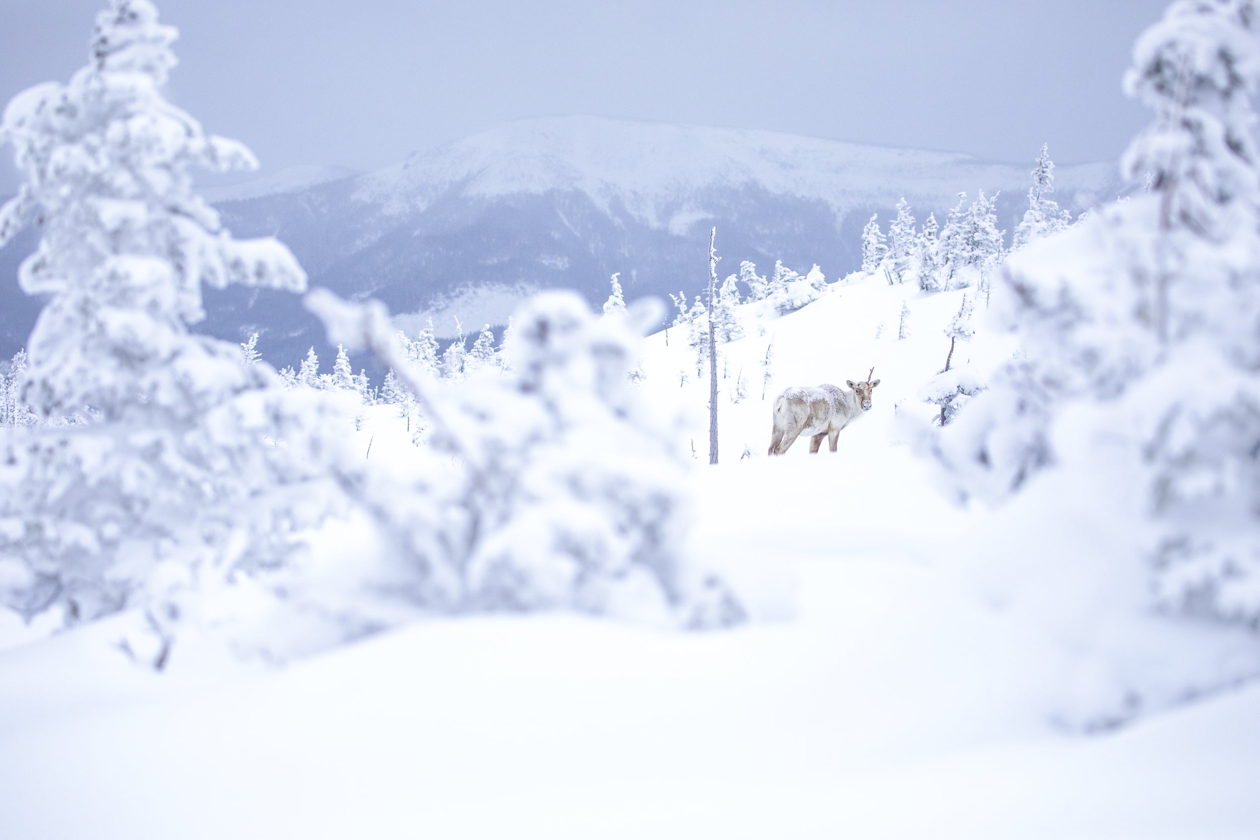 Mountain Caribou 069