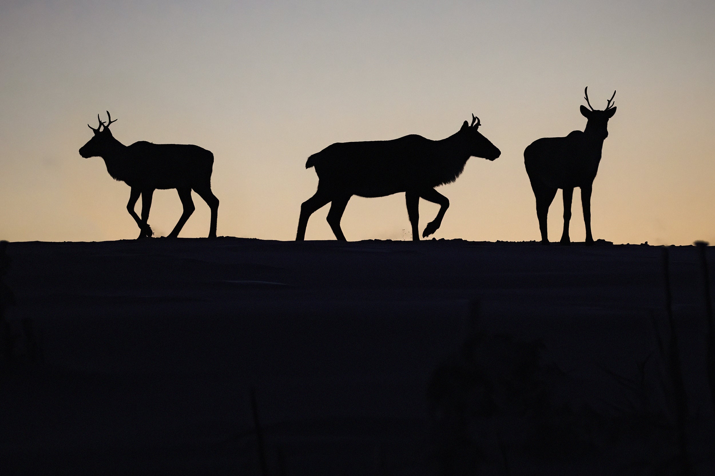 Mountain Caribou 073