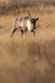 Caribou montagnard 074 - Jean-Simon Bégin - Photographe Animalier et Artiste Peintre