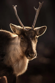 Caribou montagnard 075 - Jean-Simon Bégin - Photographe Animalier et Artiste Peintre