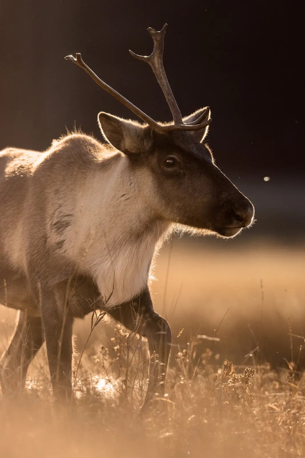 Caribou montagnard 078 - Jean-Simon Bégin - Photographe Animalier et Artiste Peintre