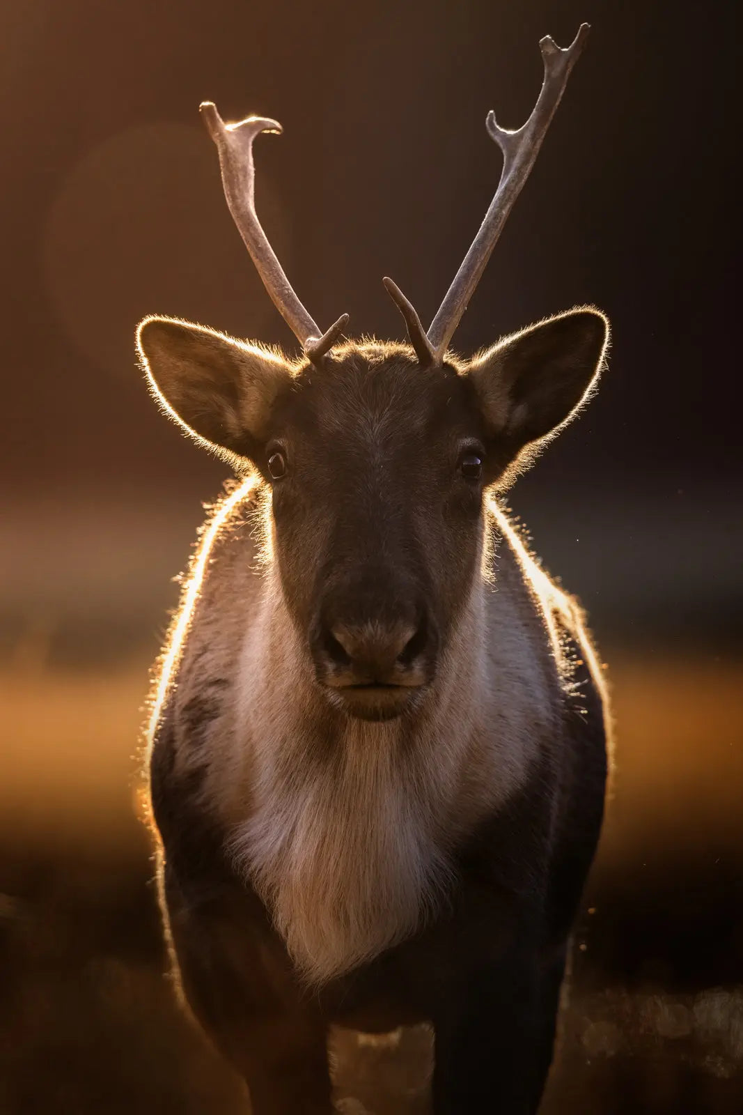Caribou montagnard 079 - Jean-Simon Bégin - Photographe Animalier et Artiste Peintre