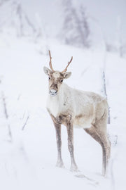 Caribou montagnard 080 Jean-Simon Bégin - Photographe Animalier et Artiste Peintre