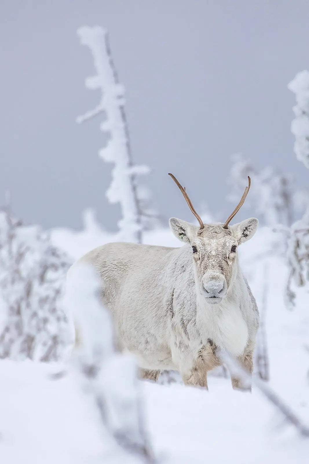 Caribou montagnard 081 Jean-Simon Bégin - Photographe Animalier et Artiste Peintre