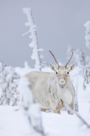 Caribou montagnard 081 Jean-Simon Bégin - Photographe Animalier et Artiste Peintre