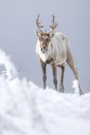 Caribou montagnard 082 Jean-Simon Bégin - Photographe Animalier et Artiste Peintre