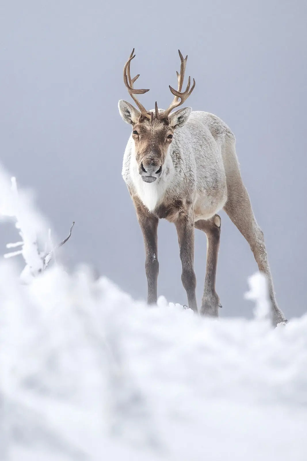 Caribou montagnard 082 Jean-Simon Bégin - Photographe Animalier et Artiste Peintre