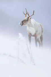 Caribou montagnard 083 Jean-Simon Bégin - Photographe Animalier et Artiste Peintre