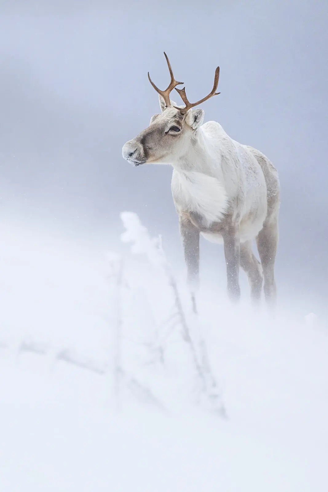 Caribou montagnard 083 Jean-Simon Bégin - Photographe Animalier et Artiste Peintre