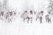 Caribou migrateur - Hiver 001