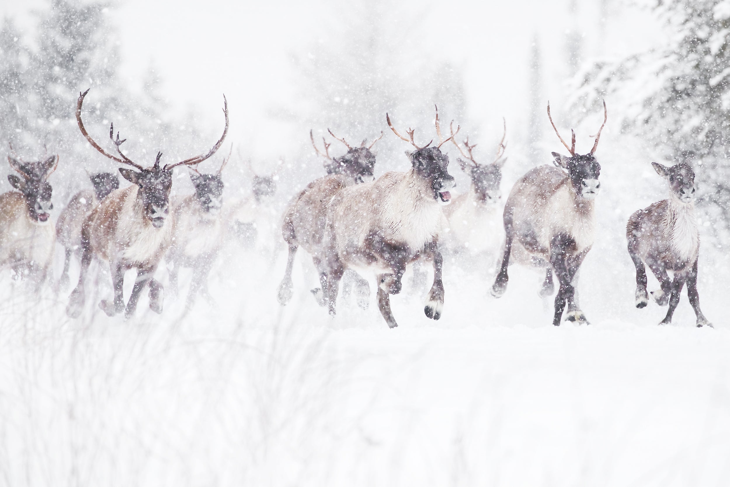 Migratory Caribou - Winter 001