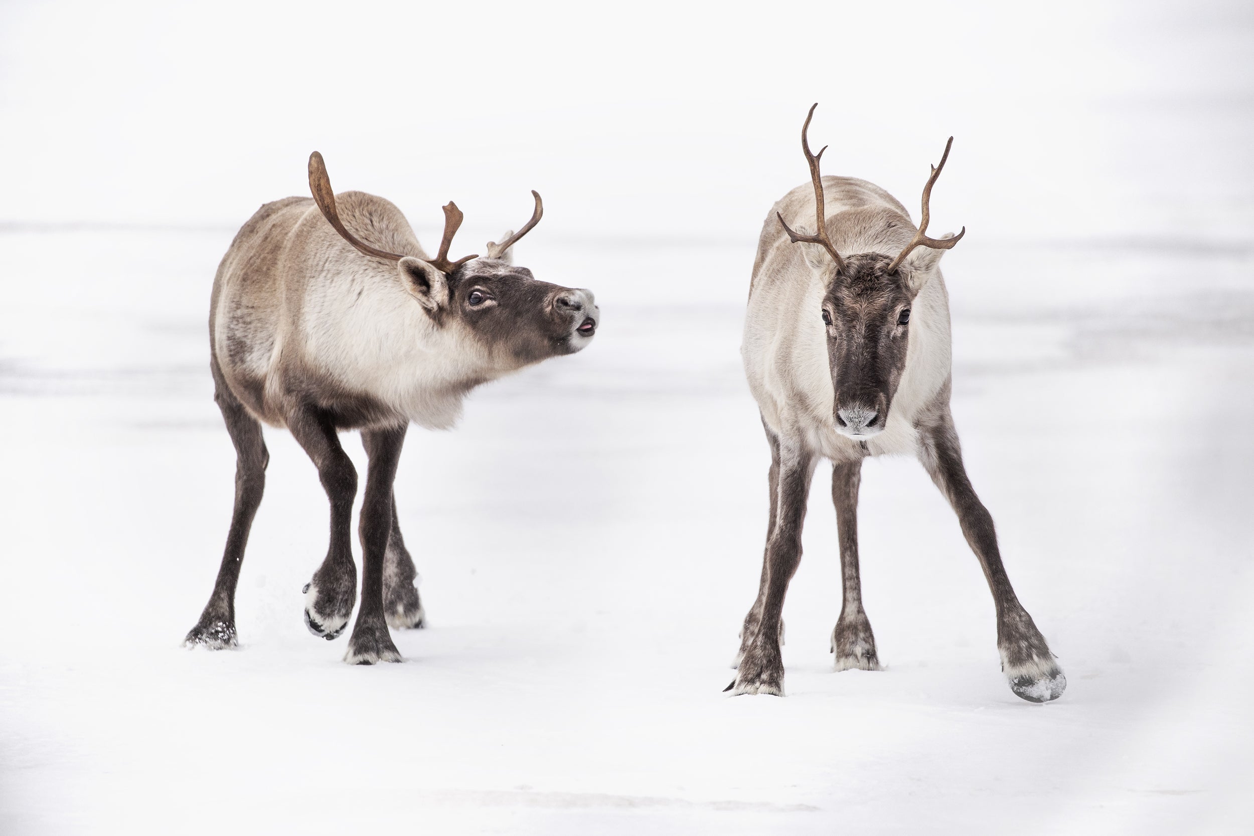 Migratory Caribou - Winter 002