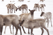 Migratory Caribou - Winter 003