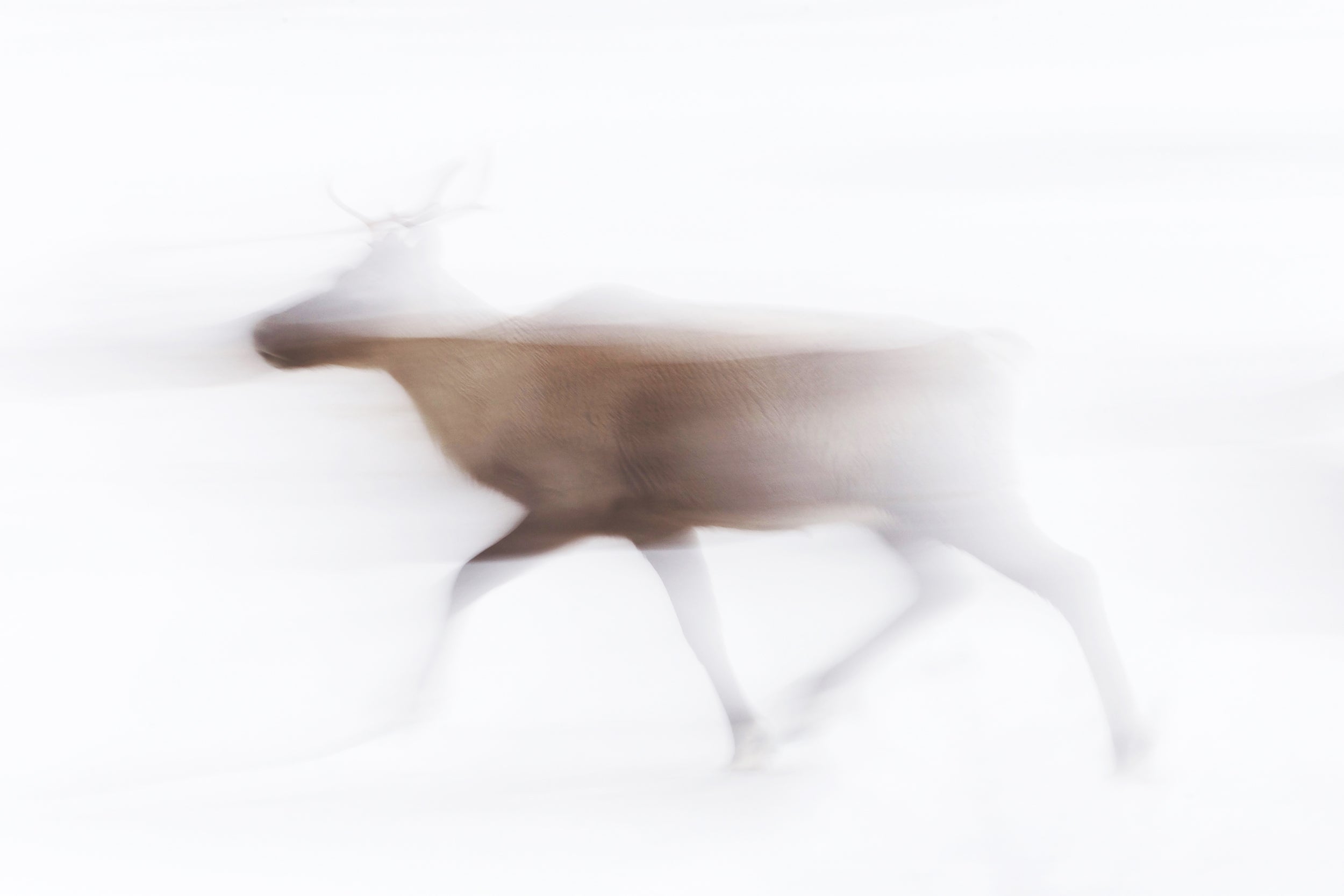 Migratory Caribou - Winter 004