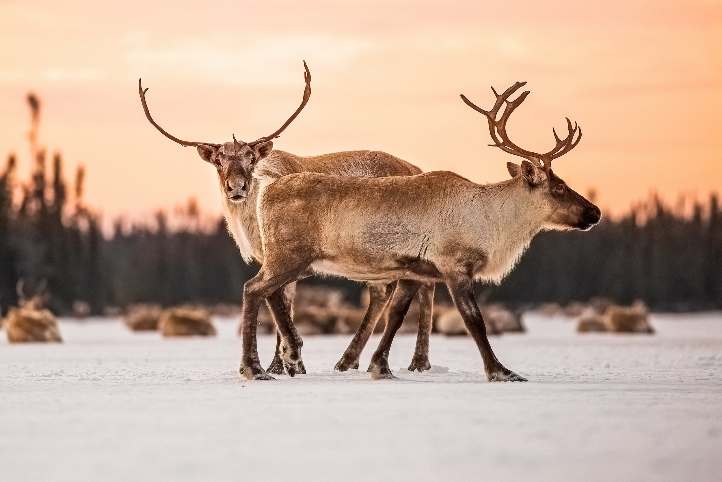 Migratory Caribou - Winter 006
