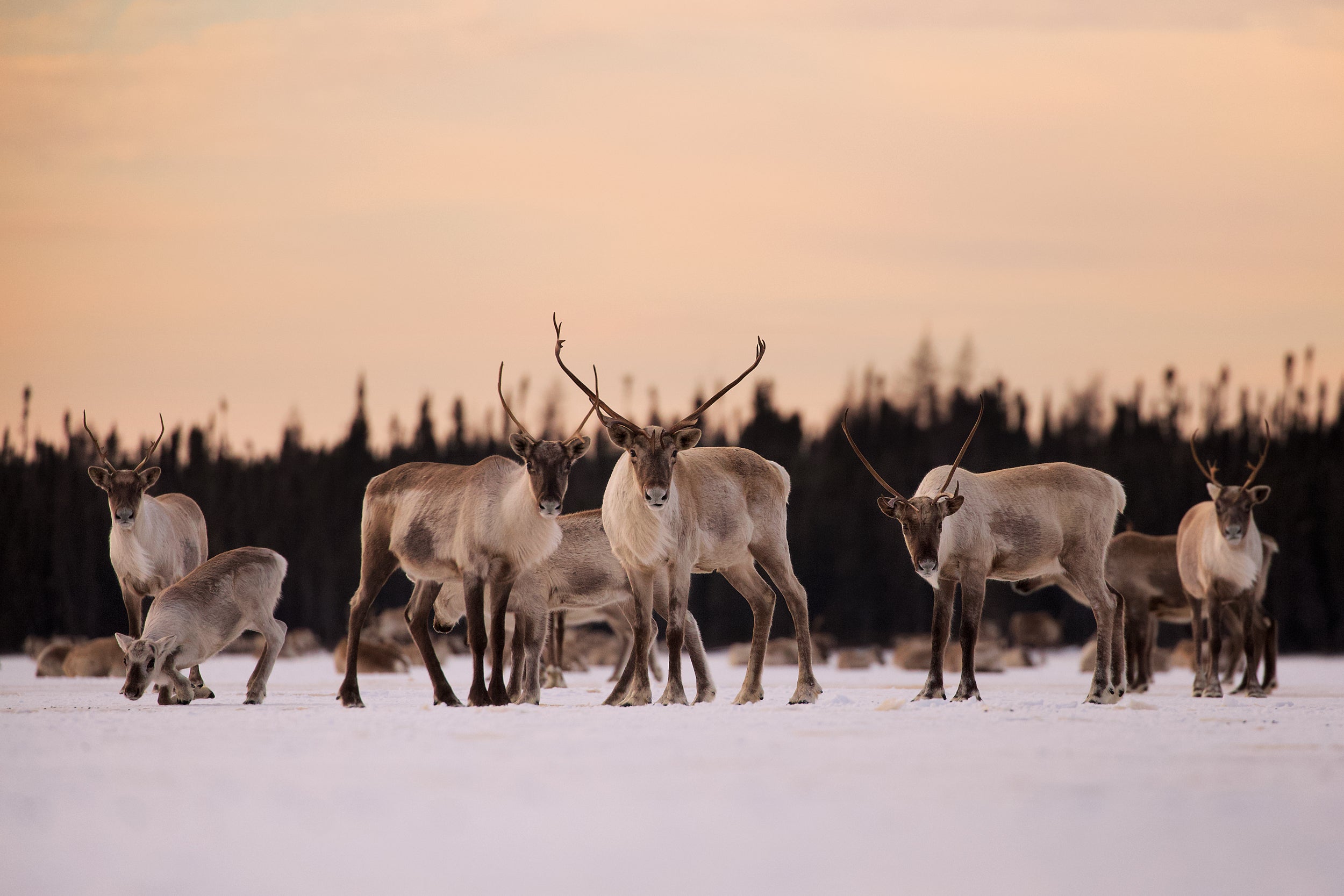 Migratory Caribou - Winter 007
