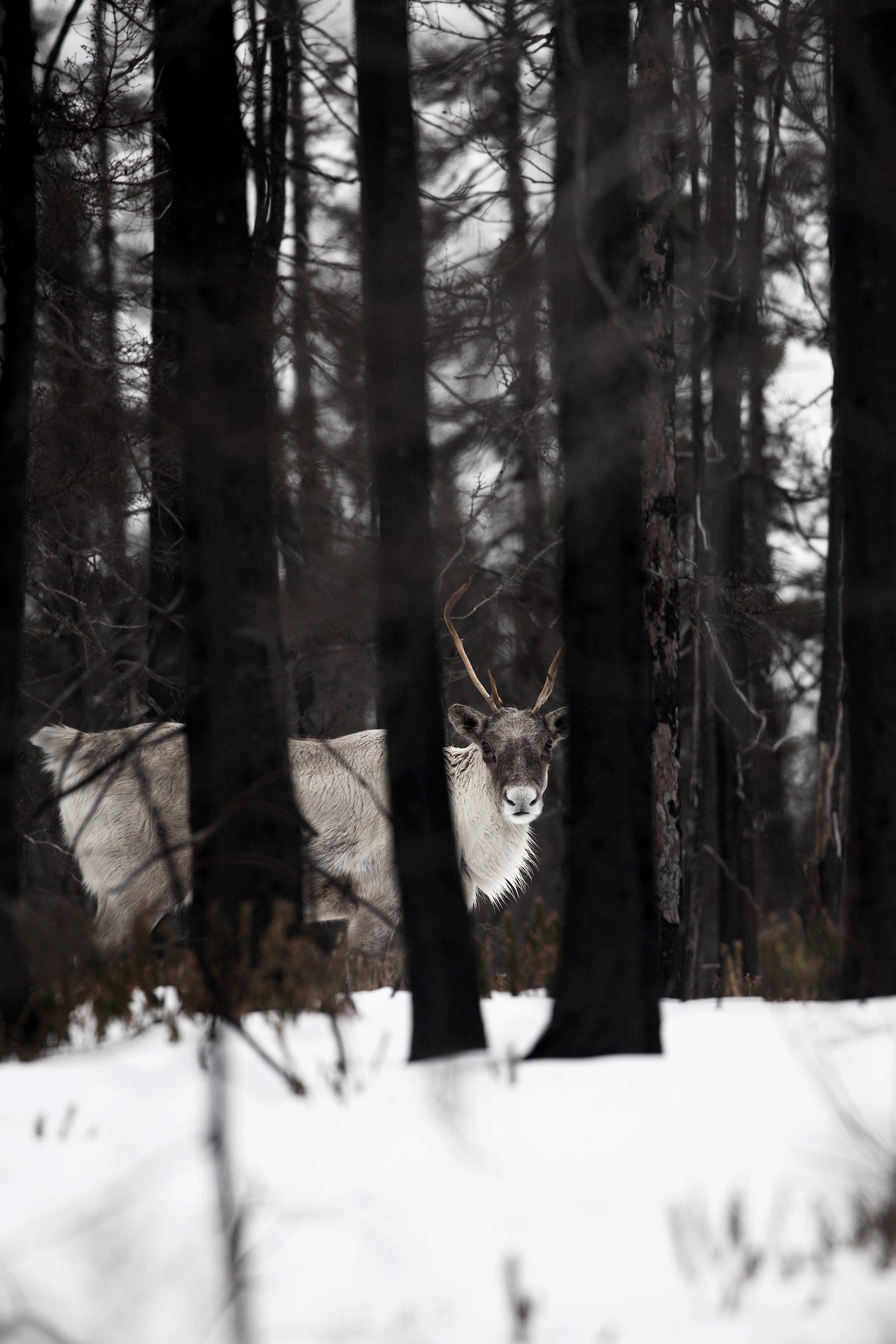 Migratory Caribou - Winter 009