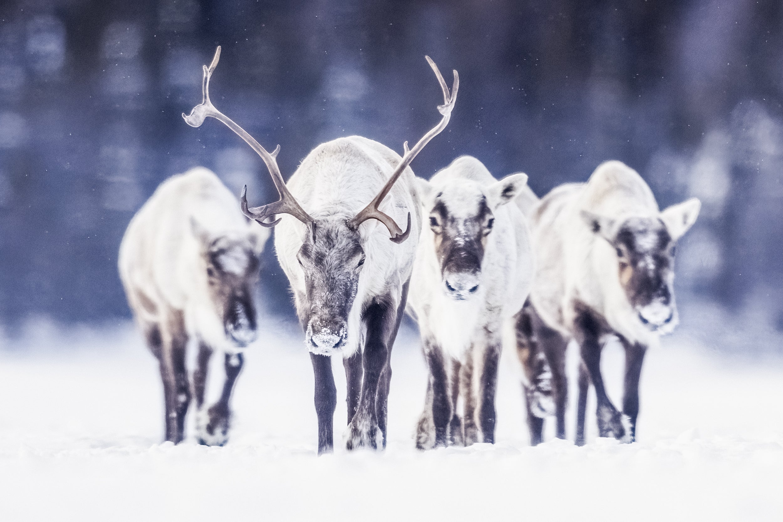 Migratory Caribou - Winter 100