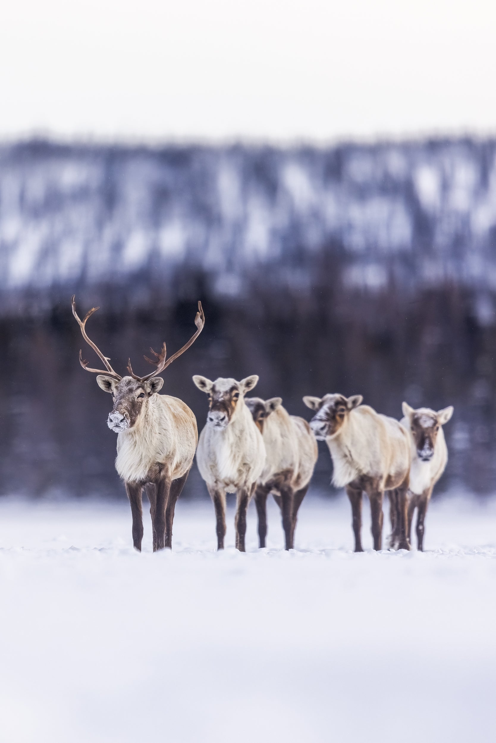 Caribou Tundra 101