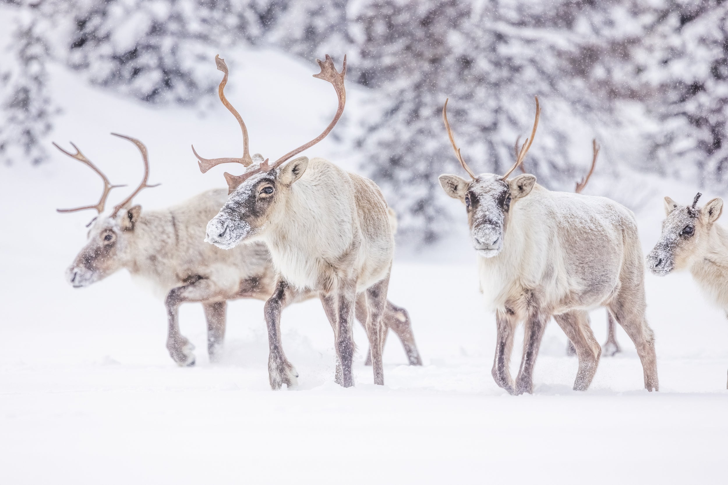 Migratory Caribou - Winter 103